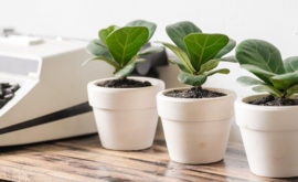 10 loại cây cảnh văn phòng hợp phong thuỷ 2